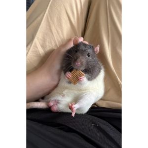 How-Long-Can-a-Rat-Live-Without-Food