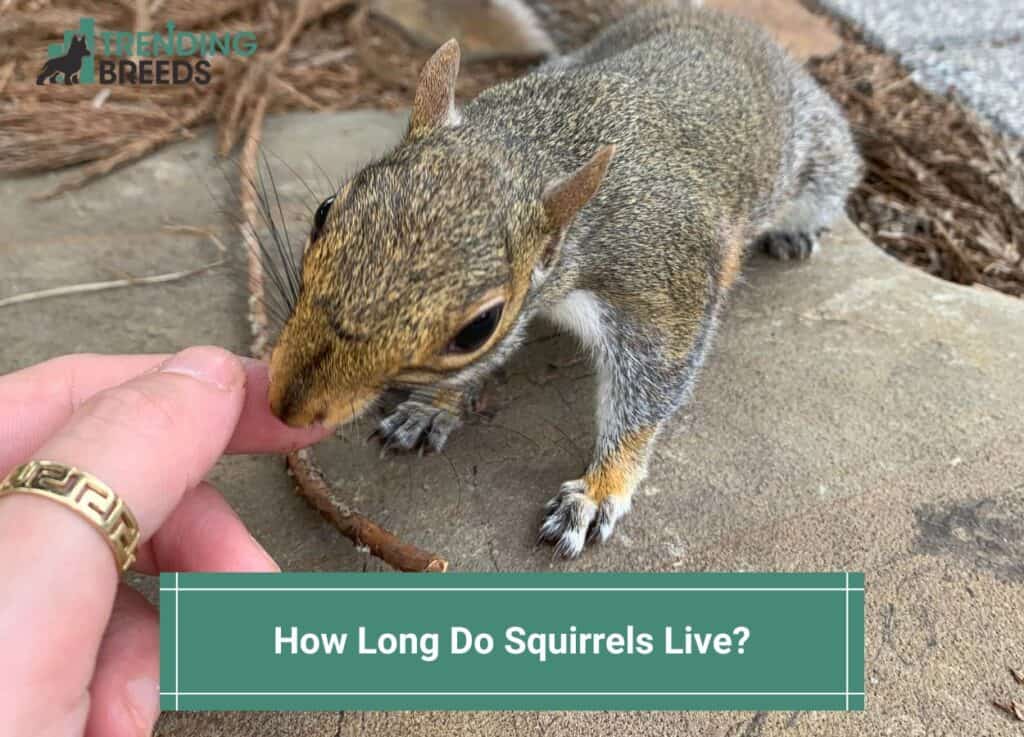 How-Long-Do-Squirrels-Live-template