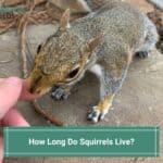 How-Long-Do-Squirrels-Live-template
