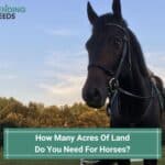 How Many Acres Of Land Do You Need For Horses? Make The Most Of Your Space! (2023)