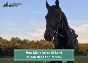 How-Many-Acres-Of-Land-Do-You-Need-For-Horses-template