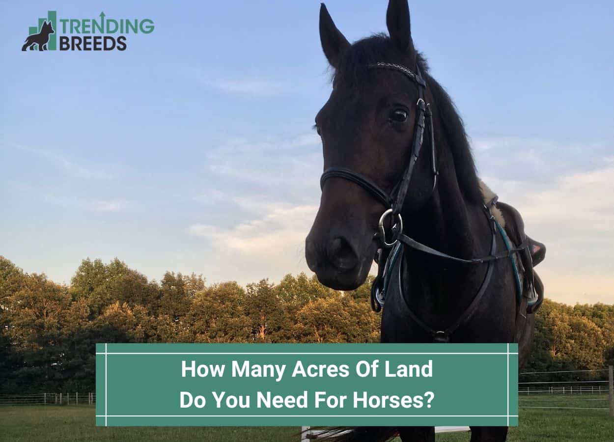 How Many Acres Of Land Do You Need For Horses Make The Most Of Your how-many-acres-of-land-do-you-need-for-horses-make-the-most-of-your