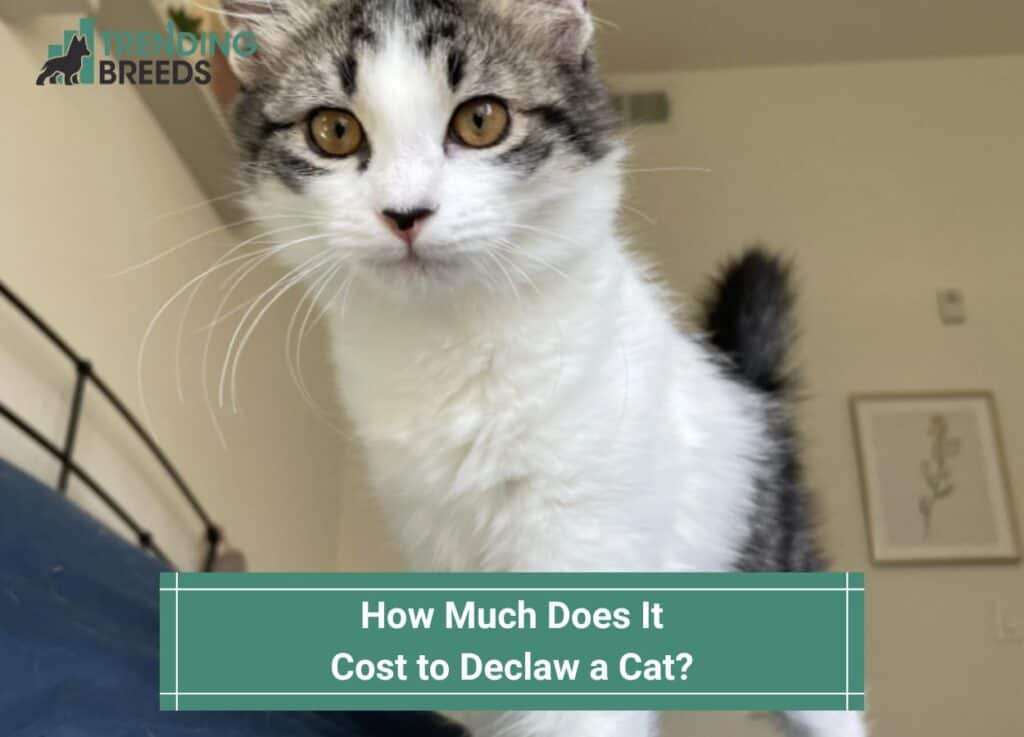 How Much Does It Cost to Declaw a Cat? (2023)