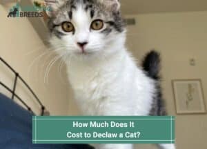 How Much Does It Cost to Declaw a Cat-template