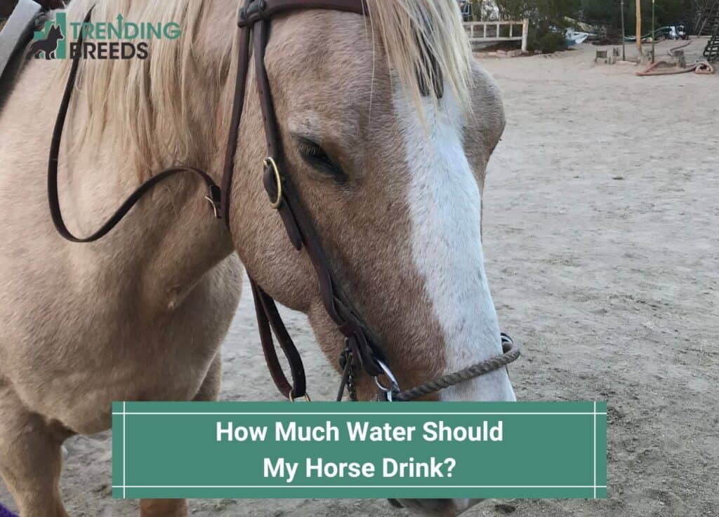 How Much Water Should My Horse Drink-template