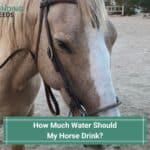 How Much Water Should My Horse Drink? (2023)