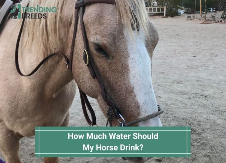 How Much Water Should My Horse Drink? (2024)