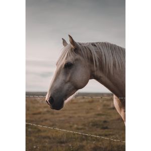 How-Much-Water-Should-My-Horse-Drink