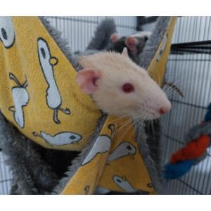 How-Much-to-Feed-Your-Rat