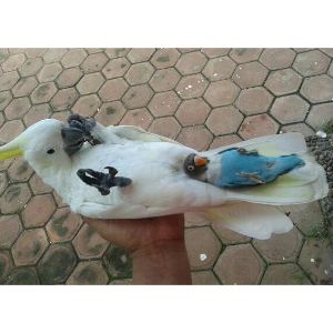 How-To-Help-An-Injured-Bird