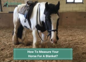 How-To-Measure-Your-Horse-For-A-Blanket-template