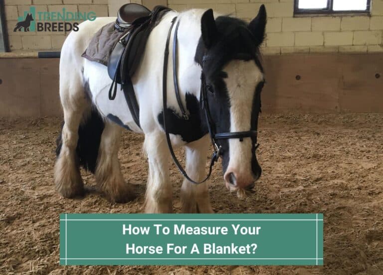 How To Measure Your Horse For A Blanket? (With Pictures) (2024)