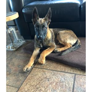 How-to-Choose-Belgian-Malinois-Breeders-in-Indiana