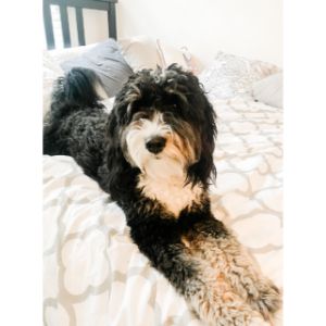 How-to-Choose-Bernedoodle-Breeders-in-Arizona