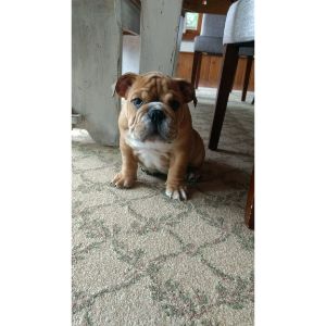 How-to-Choose-English-Bulldog-Breeders-in-Colorado