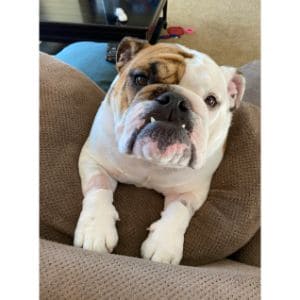 How-to-Choose-English-Bulldog-Breeders-in-Illinois