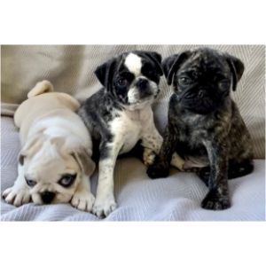 How-to-Choose-Pug-Breeders-in-New-England