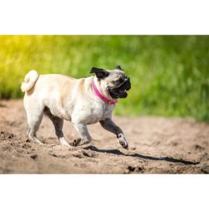How-to-Choose-Pug-Breeders-in-Oregon