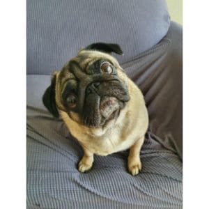 How-to-Choose-Pug-Breeders-in-Wisconsin