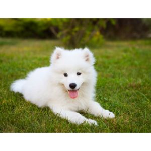 How-to-Choose-Samoyed-Breeders-in-Florida
