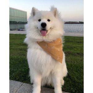 How-to-Choose-Samoyed-Breeders-in-New-York-NY