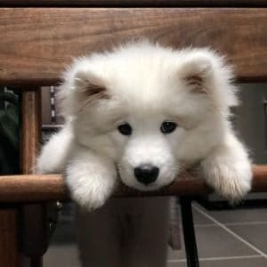 How-to-Choose-Samoyed-Breeders-in-Texas