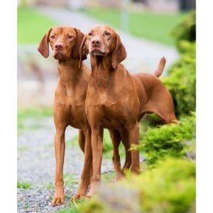 How-to-Choose-Vizsla-Breeders-in-Iowa