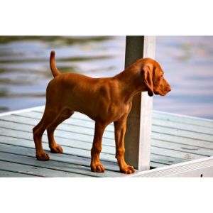 How-to-Choose-Vizsla-Breeders-in-Michigan