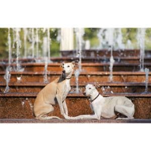 How-to-Choose-Whippet-Breeders-in-Florida