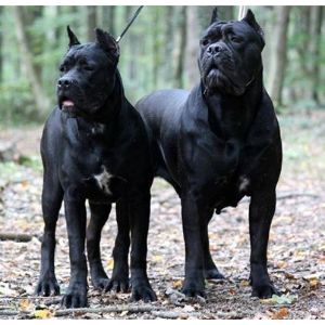 How-to-Choose-a-Cane-Corso-Breeder-in-Alabama