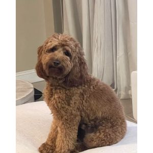 How-to-Choose-a-Cavapoo-Breeder-in-Rhode-Island