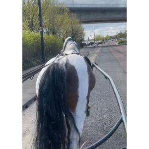 How-to-Share-the-Road-with-a-Horse
