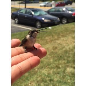 Hummingbirds