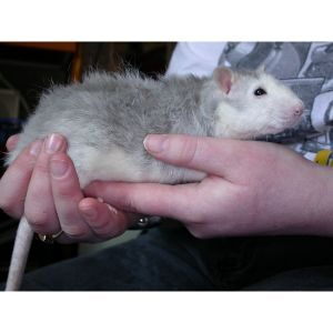 Husky-Rats-Sociability