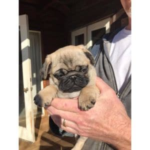 JJ-Iron-Mountain-Ranch-Pugs