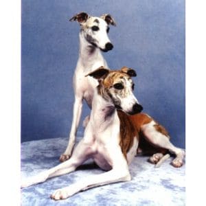 Karasar-Whippets-and-Alphonse-Grooming