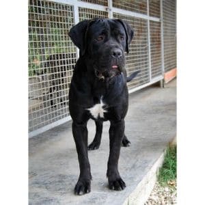 LaFaccia-Cane-Corso