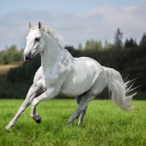 Laws-for-Horses-as-Vehicles-vs.-Horses-as-Livestock