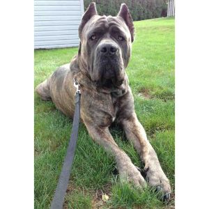 Liberty-Cane-Corso