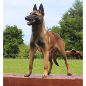 Mohawks-Malinois