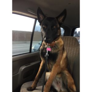 More-Information-About-Belgian-Malinois-Puppies-in-Indiana