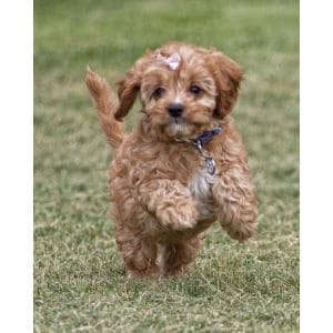 More-Information-About-Cavapoo-Puppies-in-New-York