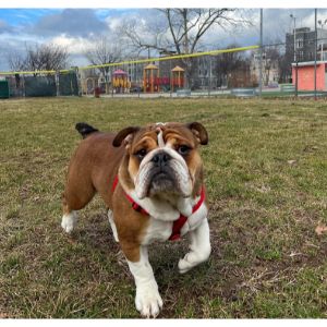 More-Information-About-English-Bulldogs-in-Illinois