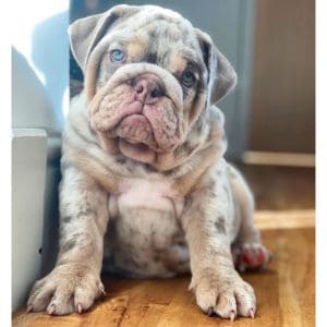 More-Information-About-English-Bulldogs-in-Indiana