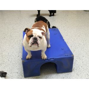 More-Information-About-English-Bulldogs-in-Maryland