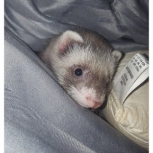 More-Information-About-Ferrets-for-Sale-in-San-Antonio