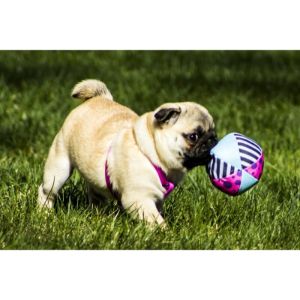 More-Information-About-Pug-Puppies-in-Oregon