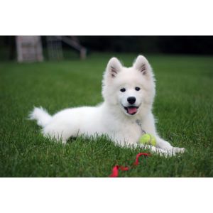 More-Information-About-Samoyeds-in-Michiga
