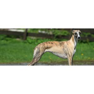 More-Information-About-Whippets-in-Texas