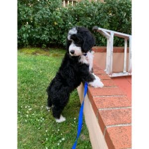 More-Information-About-the-Bernedoodle-Puppies-in-Indiana